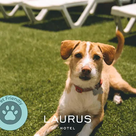 Laurus 2* لورينها